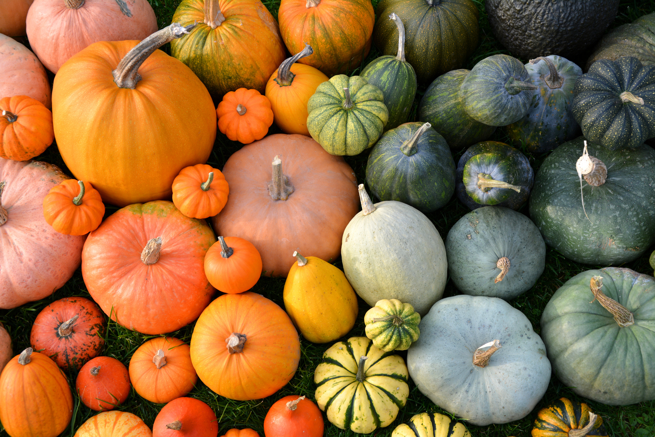Overhead view of orange and green pumpkins of various sizes.